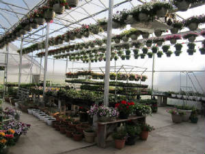 Greenhouse_panaroma2.jpg