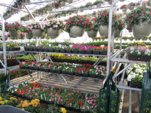 Greenhouse_racks4.jpg