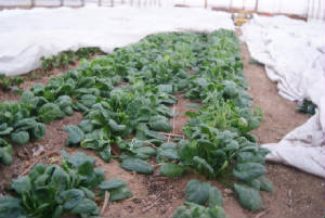 Greenhouse_spinach.jpg