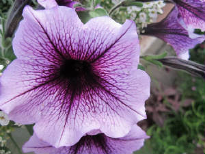 bordeaux_petunia_up_close.jpg