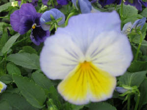 pansies7.jpg