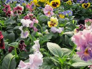 pansies7.jpg