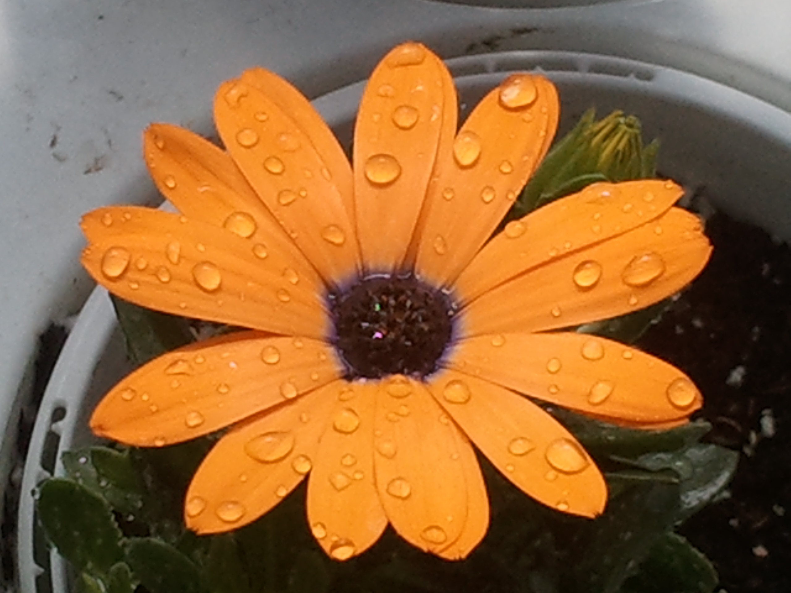 flower.jpg