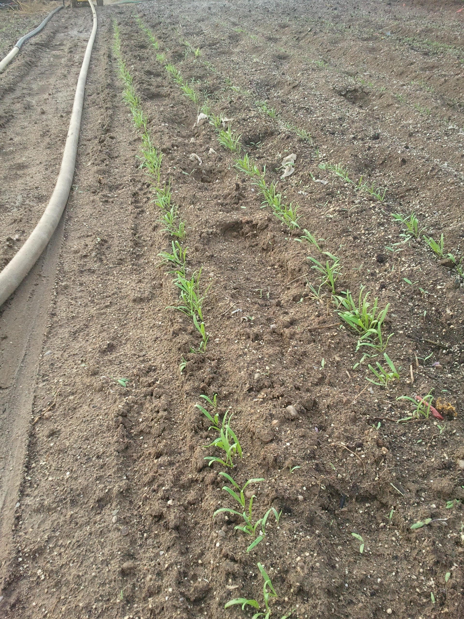 sproutingspinach.jpg