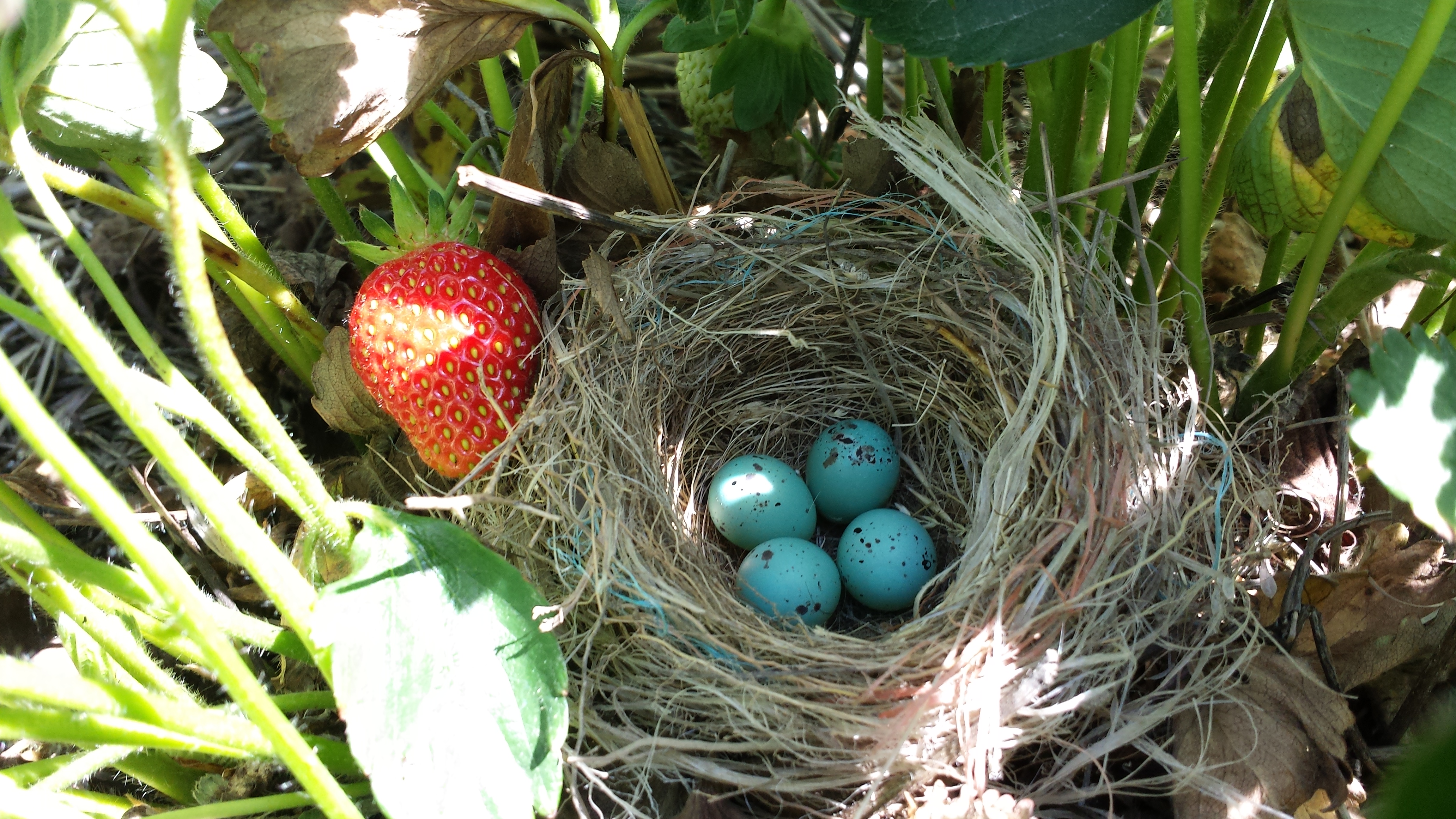 strawberrybirdnest.jpg